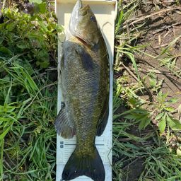 スモールマウスバス