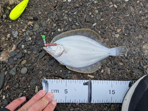 イシガレイの釣果