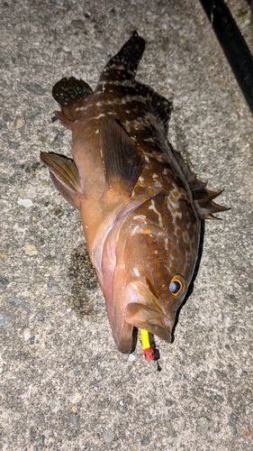 アコウ
