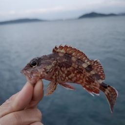 カサゴ