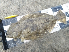 ヒラメの釣果