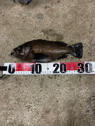 クロメバルの釣果