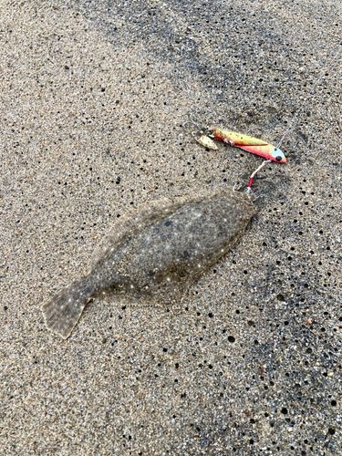 ソゲの釣果
