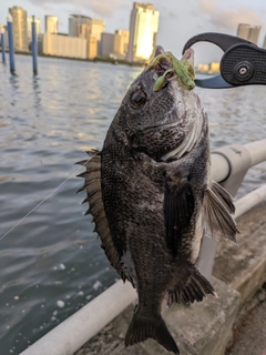 クロダイの釣果