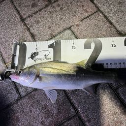 セイゴ（マルスズキ）