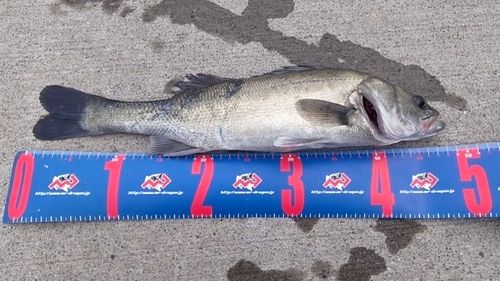 フッコ（マルスズキ）の釣果