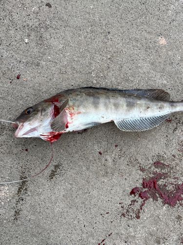 ホッケの釣果