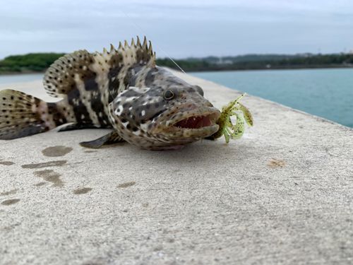 ハタの釣果