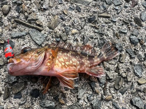 アラカブの釣果