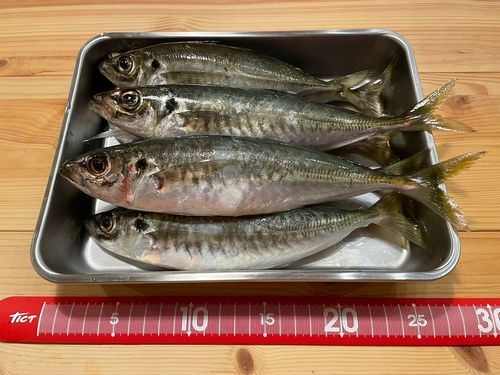 マルアジの釣果