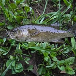 スモールマウスバス