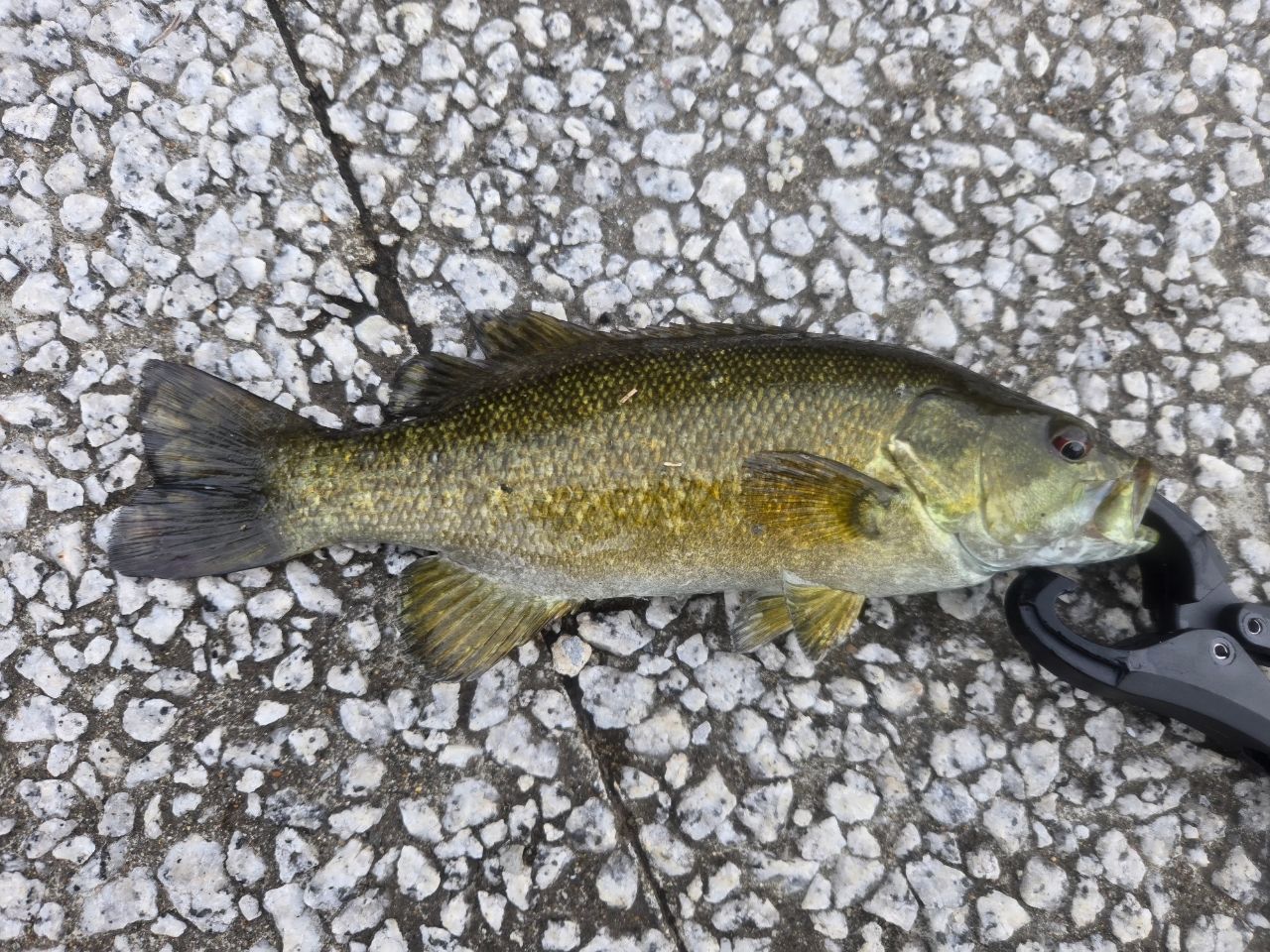 スモールマウスバス