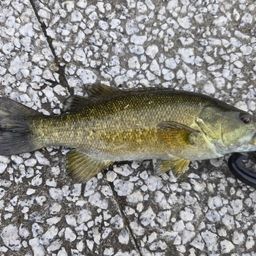 スモールマウスバス