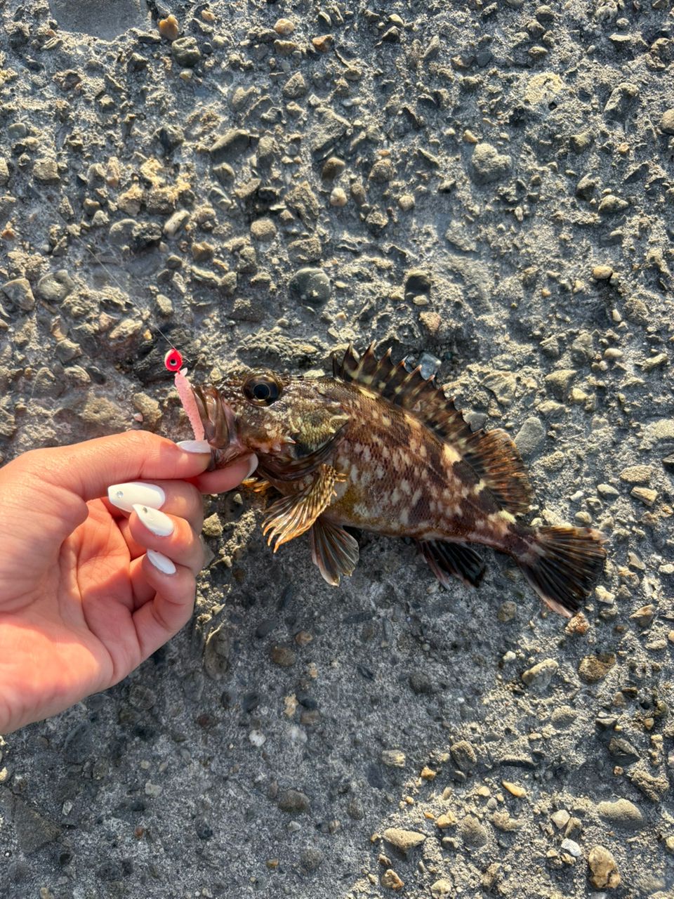 ガシラ