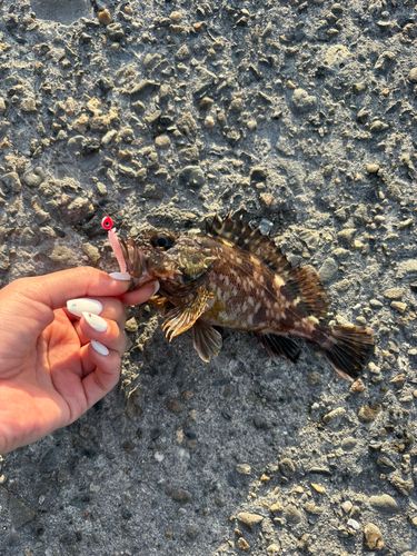 ガシラの釣果