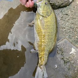 スモールマウスバス