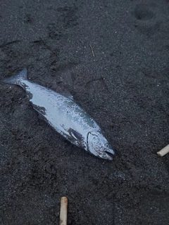サクラマスの釣果