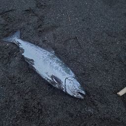 サクラマス