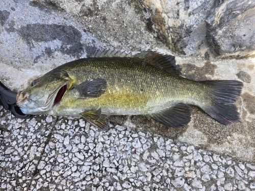 スモールマウスバスの釣果