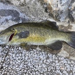 スモールマウスバス