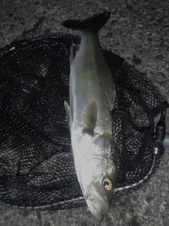 ハネ（マルスズキ）の釣果
