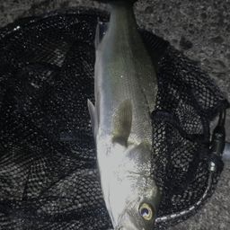 ハネ（マルスズキ）