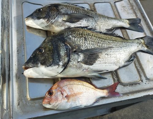 チヌの釣果