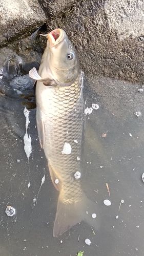 コイの釣果