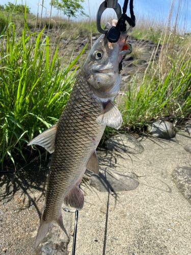 ニゴイの釣果