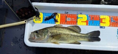 ラージマウスバスの釣果
