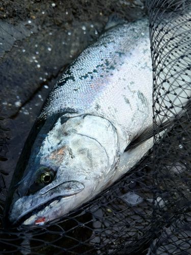 ウミサクラの釣果
