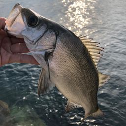 セイゴ（ヒラスズキ）