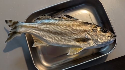 コトヒキの釣果