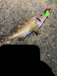 エゾメバルの釣果