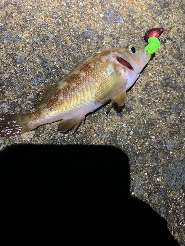 エゾメバルの釣果