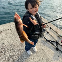 ベラ