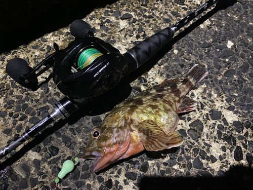 カサゴの釣果