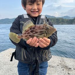 カワハギ