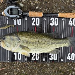 ラージマウスバス