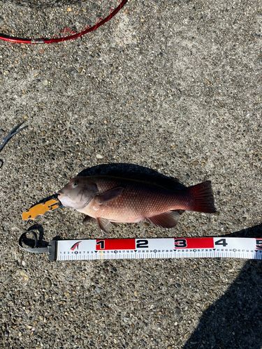 カンダイの釣果