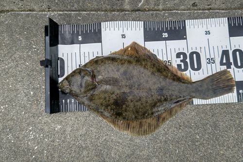 マコガレイの釣果