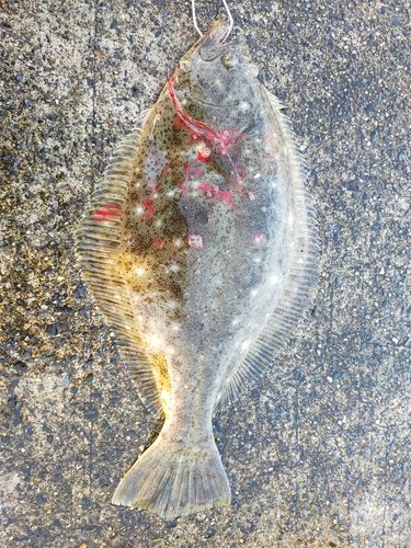 ヒラメの釣果