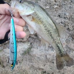 ラージマウスバス