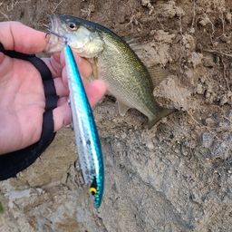 ラージマウスバス