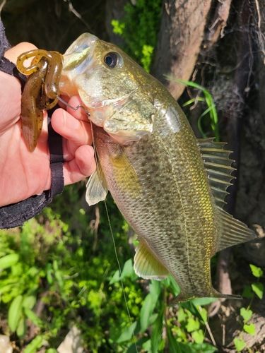 ラージマウスバスの釣果