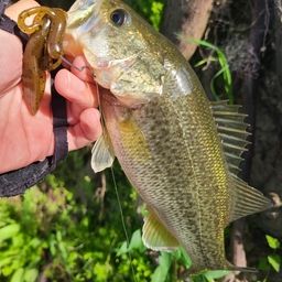 ラージマウスバス