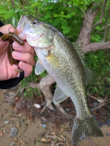 ラージマウスバスの釣果