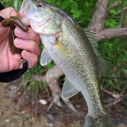 ラージマウスバス