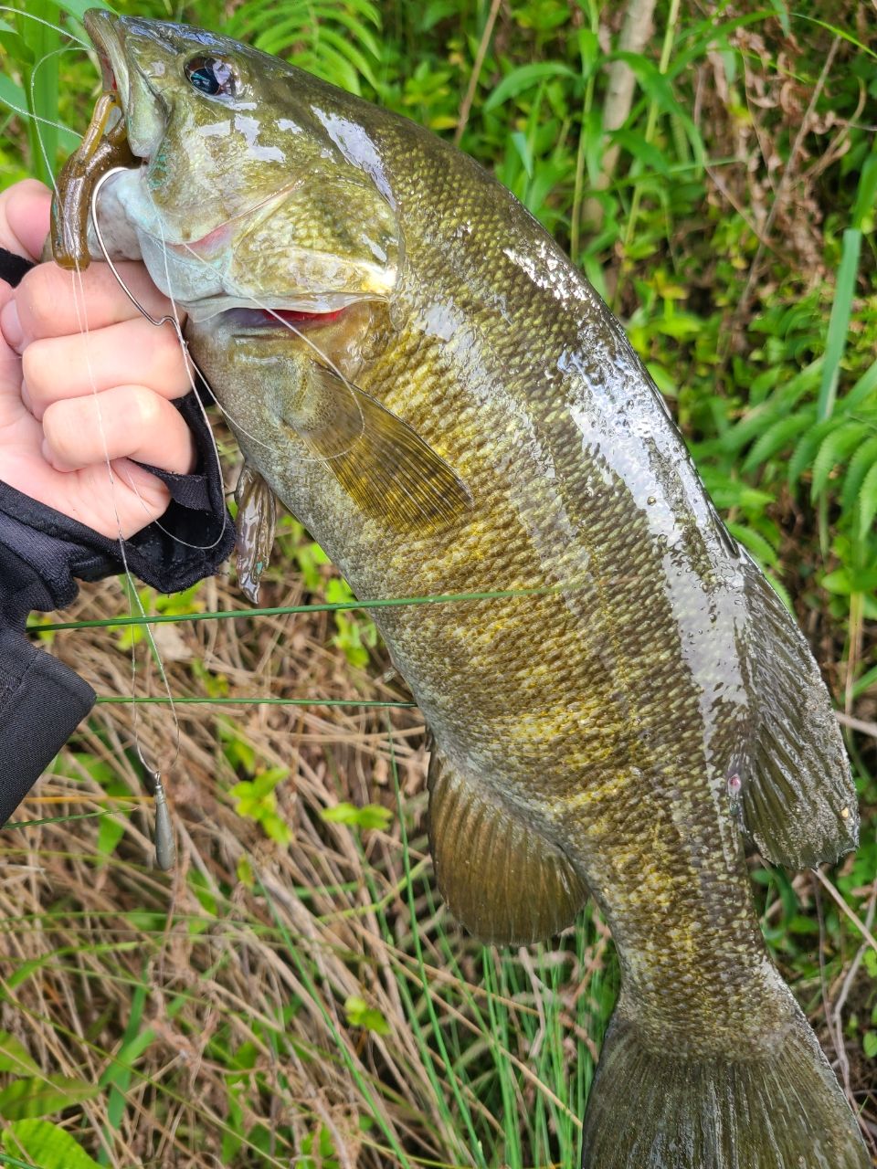 スモールマウスバス