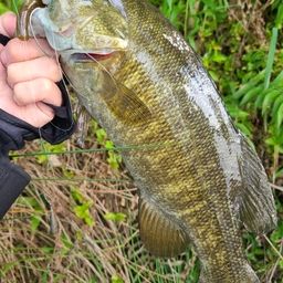 スモールマウスバス